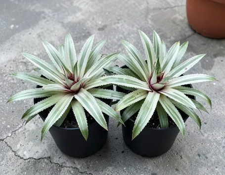 bromelia