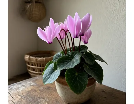ciclamino