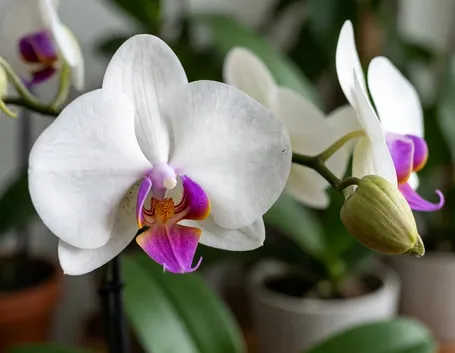 Phalaenopsis