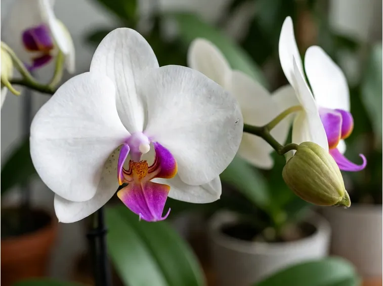 Phalaenopsis