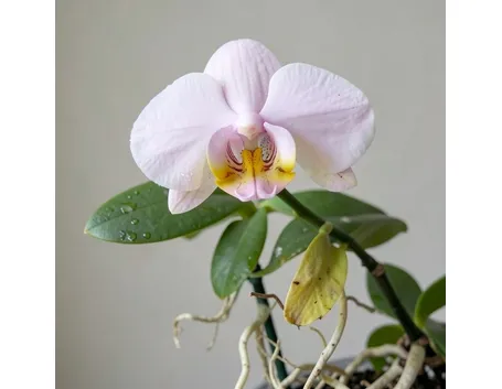 phalaenopsis 