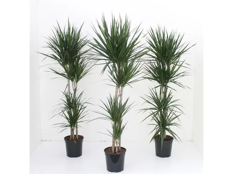 dracena ingiallita