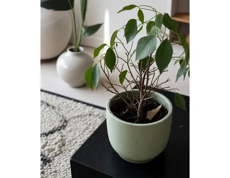 ficus benjamin
