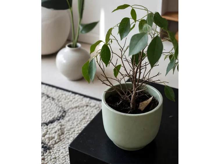 ficus benjamin