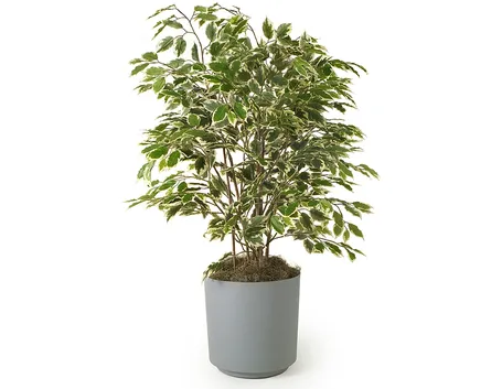ficus elastica