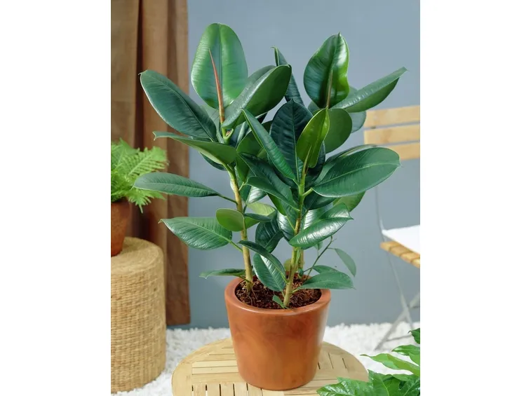 ficus