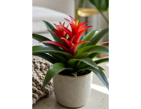 guzmania