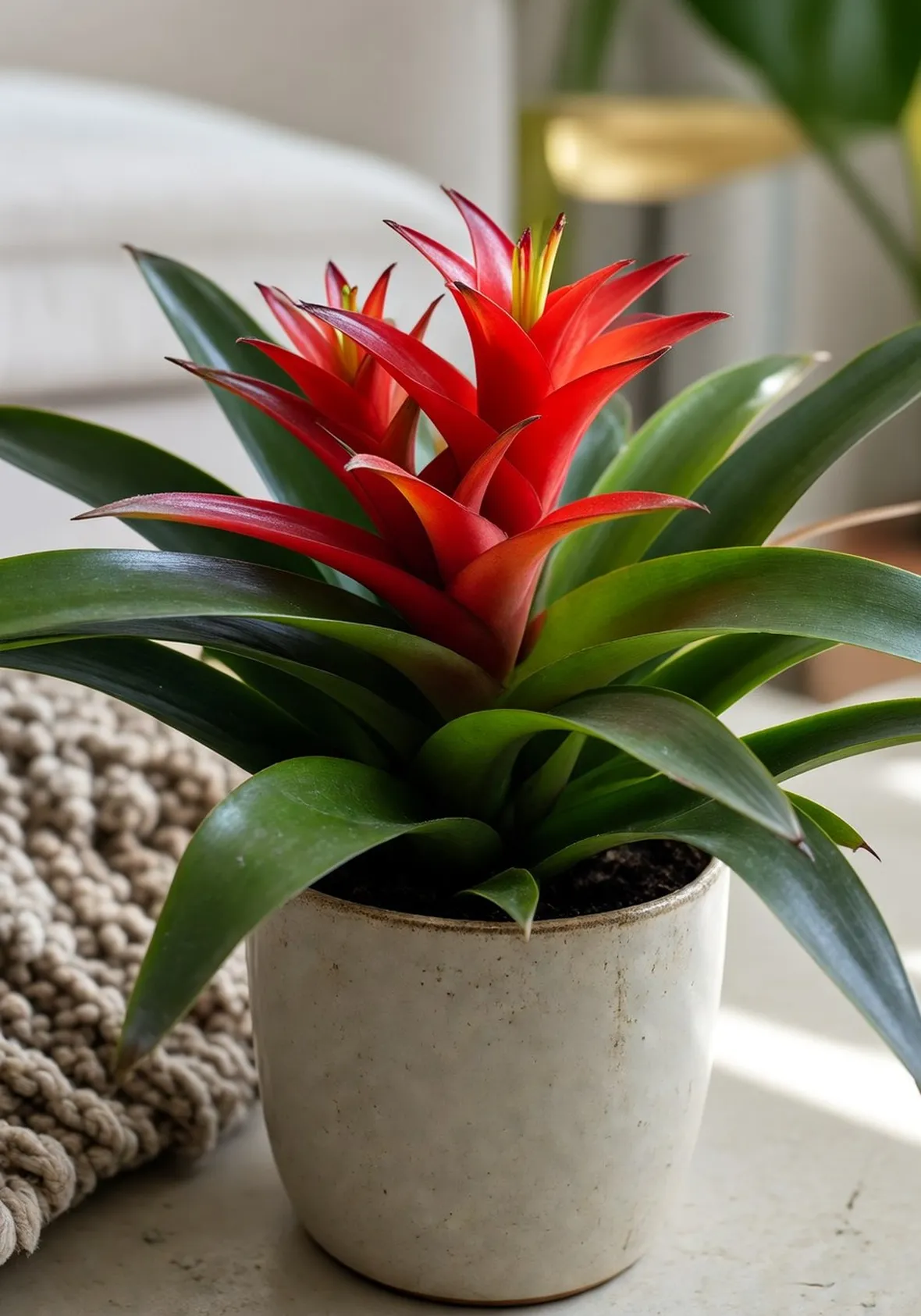 guzmania