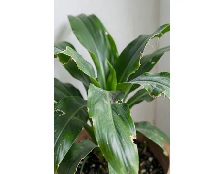 aspidistra