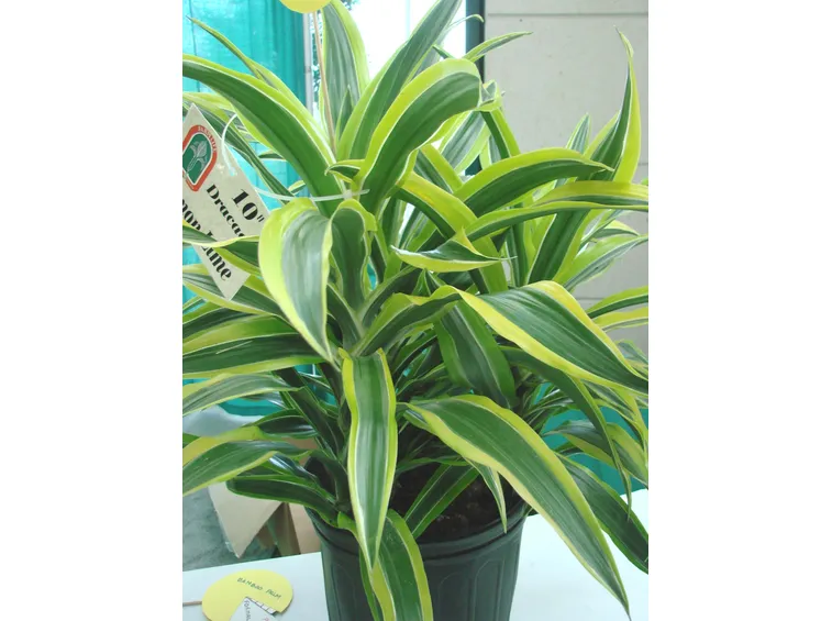 lucky bamboo