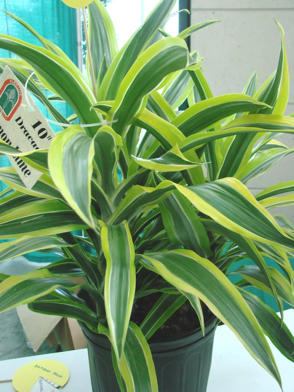lucky bamboo