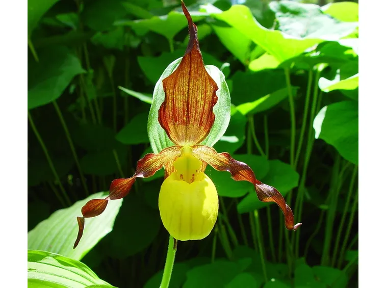 paphiopedilum