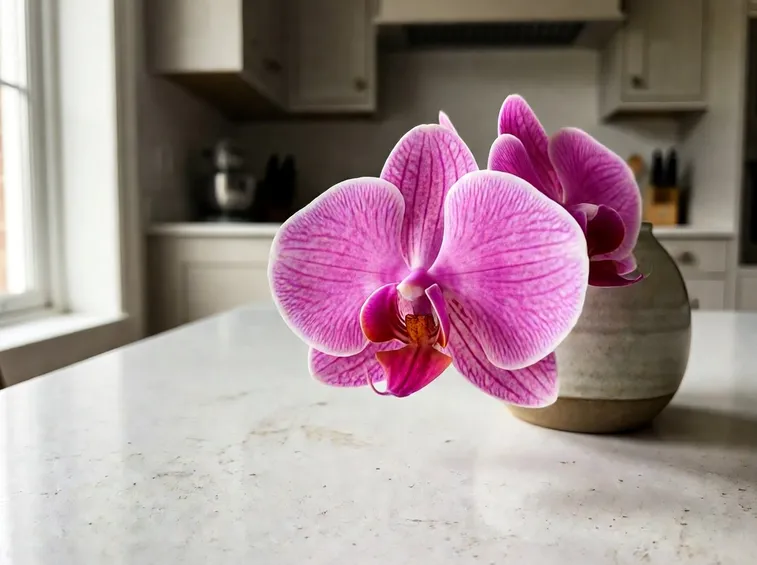 phalenopsis