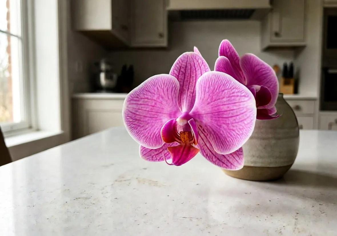 phalenopsis