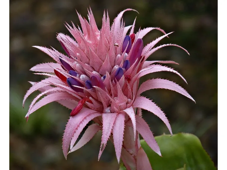 aechmea