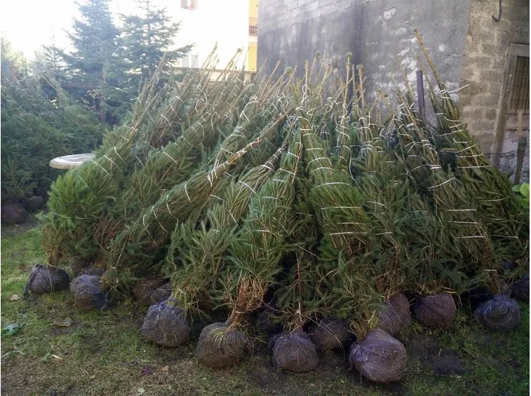 Albero di Natale vero