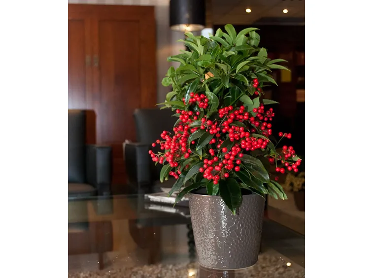 Ardisia crispa
