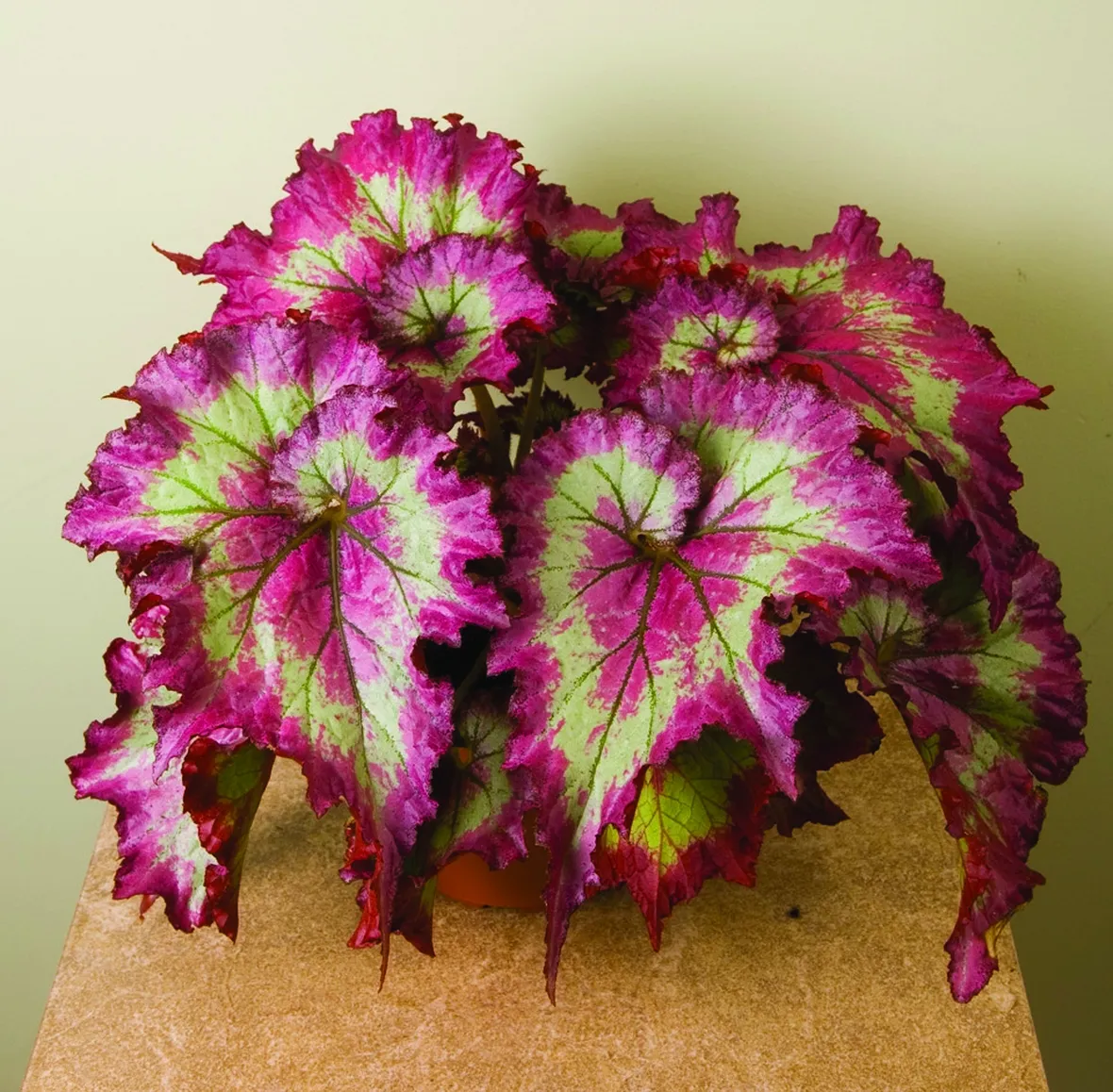 Begonia
