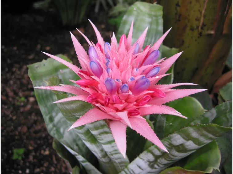 bromeliaceae
