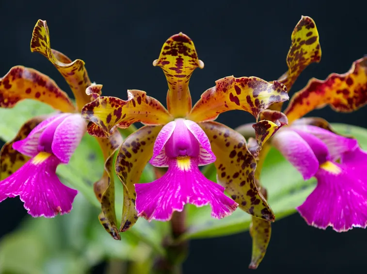 Cattleya