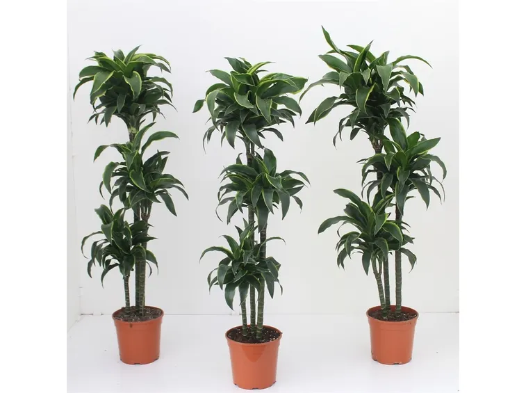 Dracena