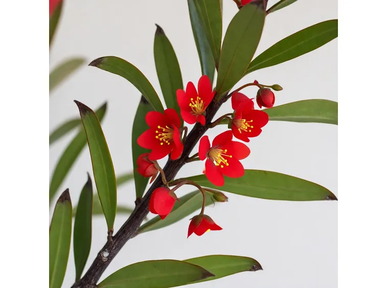 esemplare euphorbia