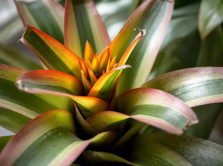 bromelia