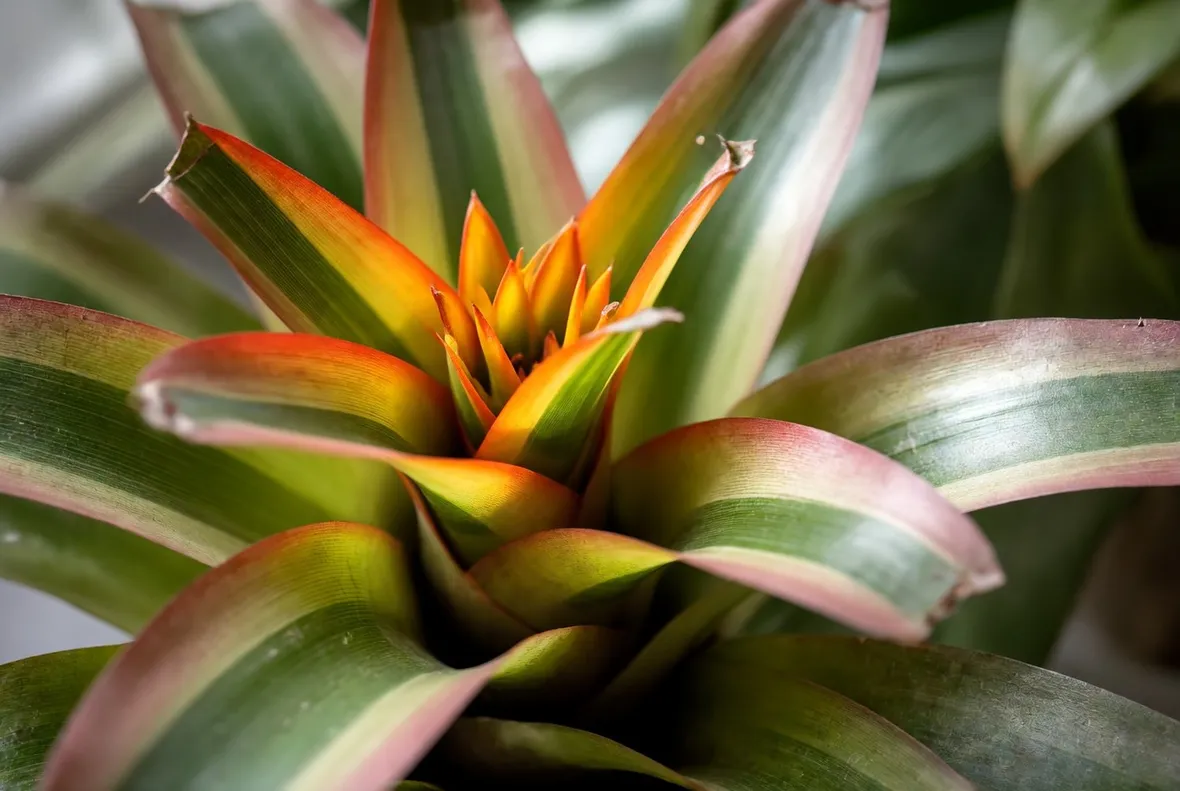bromelia