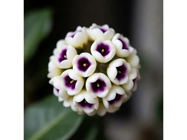 Fiore di cera