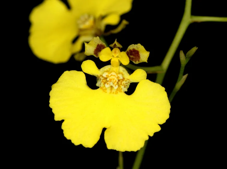 Oncidium