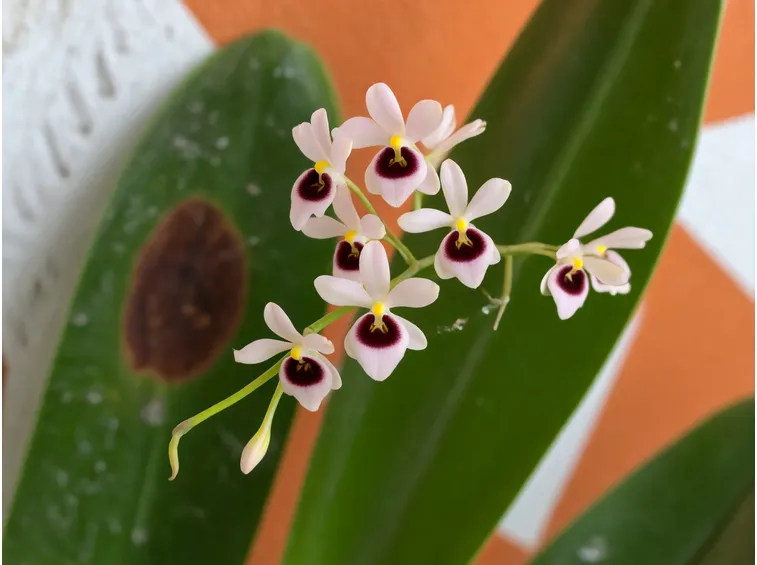 orchidea