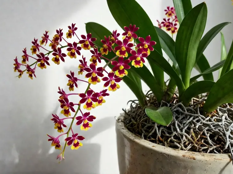 Oncidium ornithorhynchum