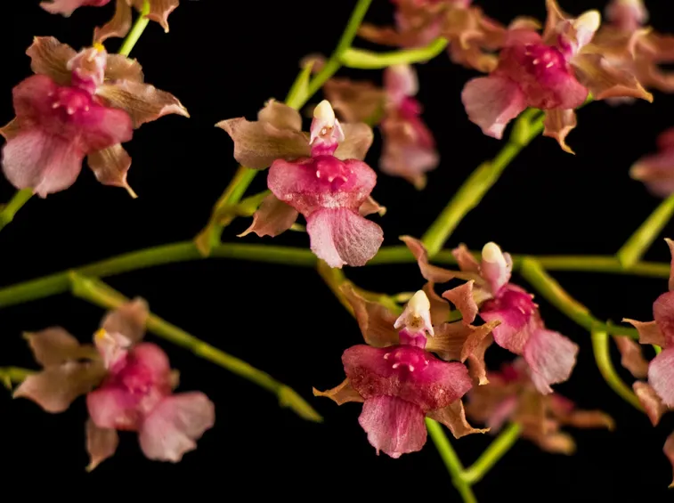 Oncidium cheirophorum