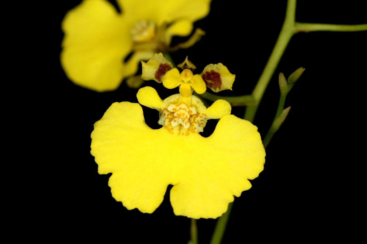 Oncidium