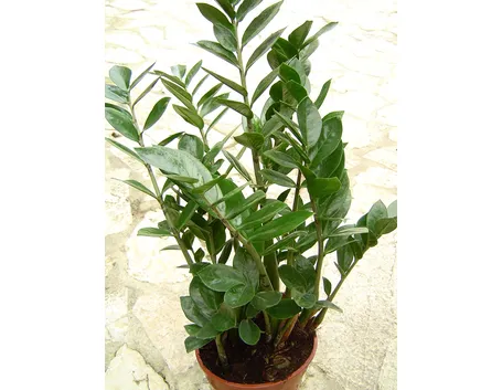 zamia