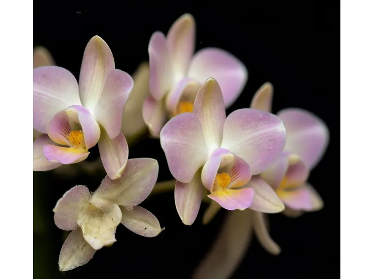 orchidea