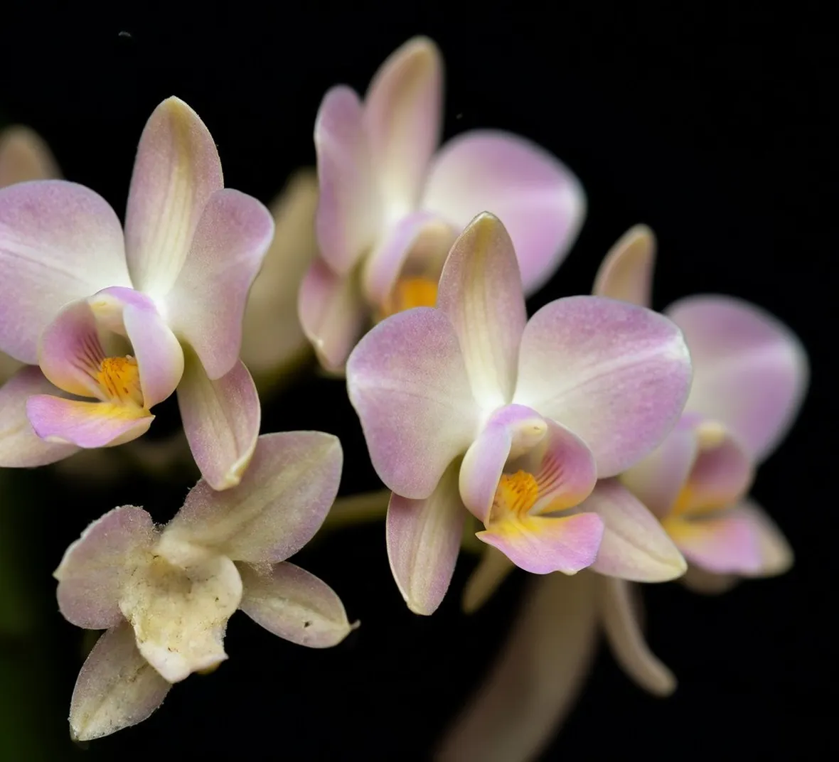 orchidea