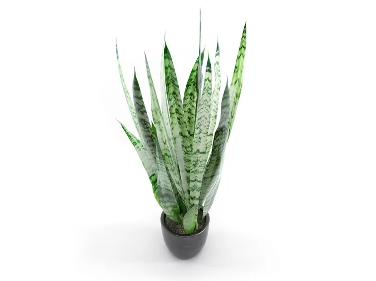 sanseveria
