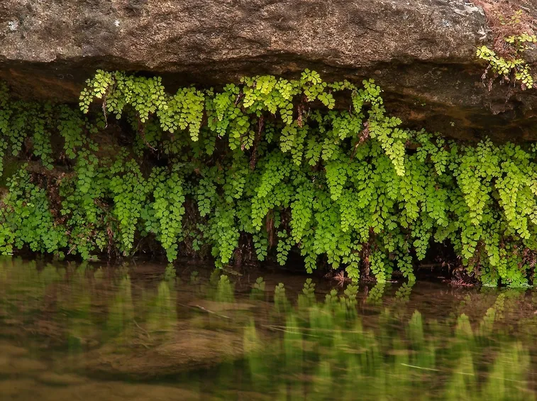 adiantum pianta
