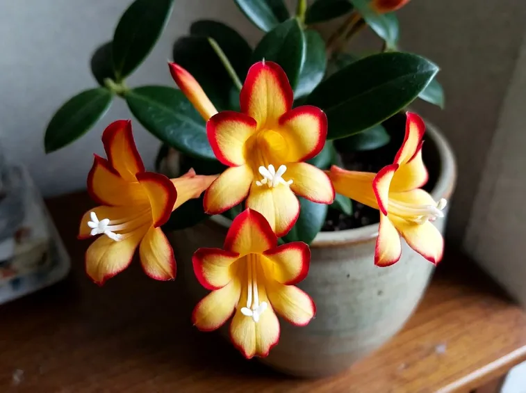 aeschinanthus