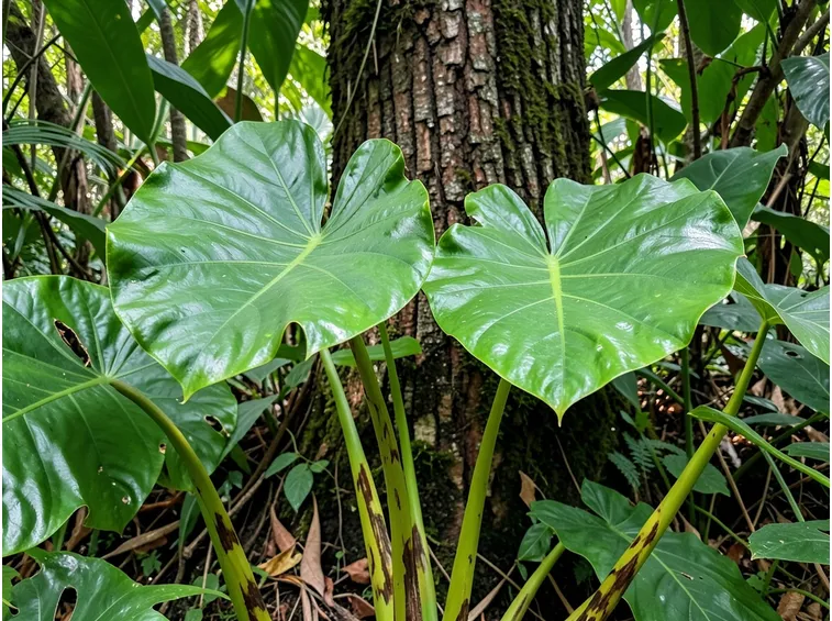 Alocasia