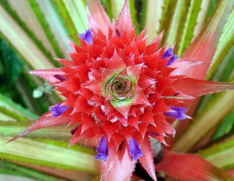 Ananas rosso