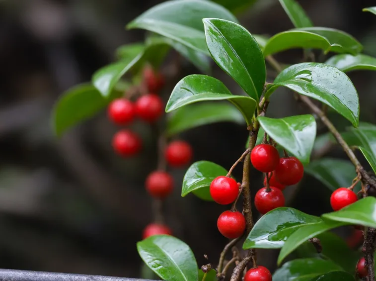 foglie Ardisia crenata