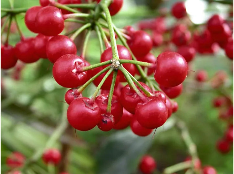 frutti ardisia crenata
