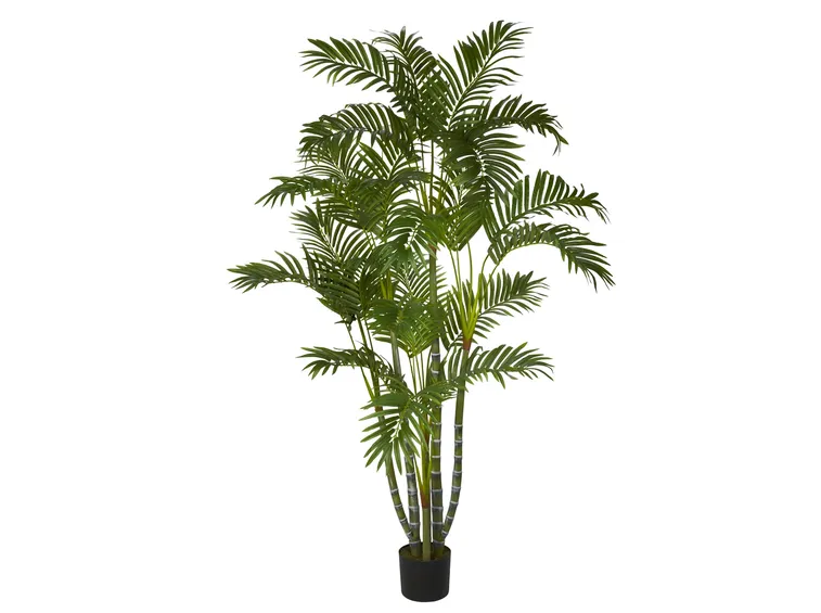 areca in vaso