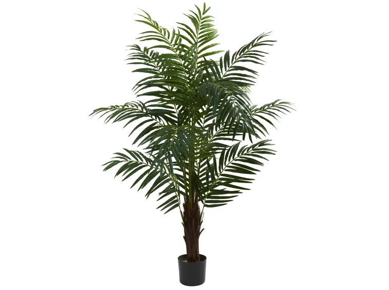 areca