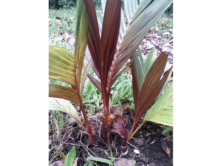 areca vestiaria