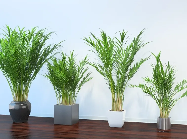 piante Areca