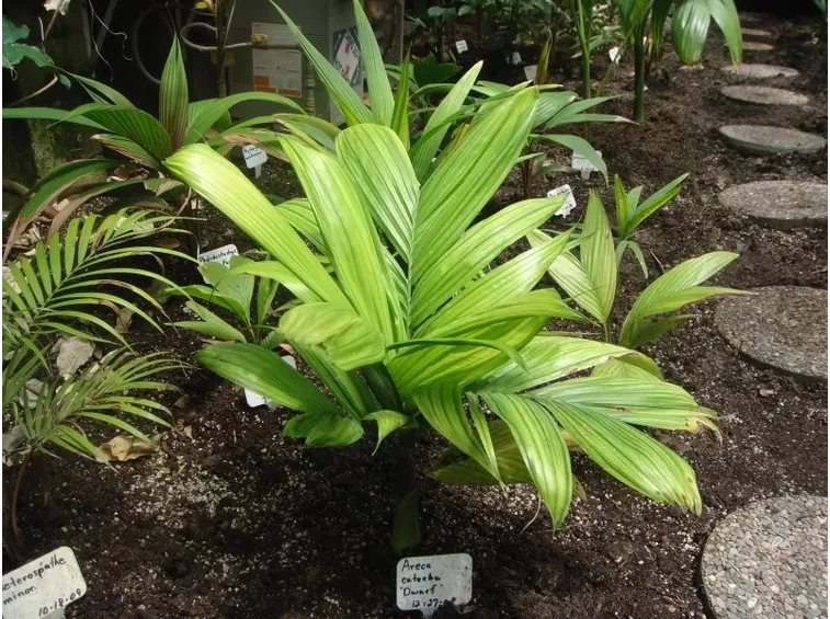 Areca pianta
