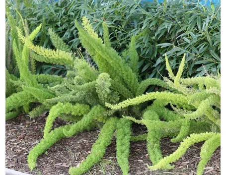 Asparagus densiflorus